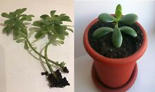 Piante grasse crassula usato  San Giorgio a Cremano