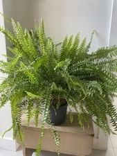 Large mature fern for sale  BALLYCLARE