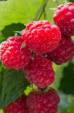 Maine organic wild for sale  Cherryfield