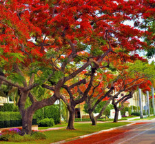 Royal poinciana flamboyant for sale  Lakeland