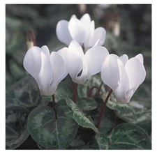 White cyclamen house for sale  Garden Grove