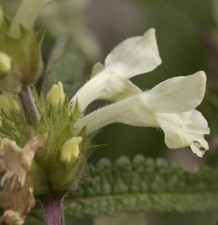 Aufrechte ziest stachys gebraucht kaufen  Bad Zwischenahn