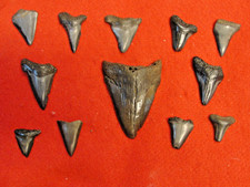 bulk shark teeth for sale bulk shark teeth for sale Myrtle Beach