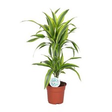 Drachenbaum dracaena lemon gebraucht kaufen  Düsseldorf