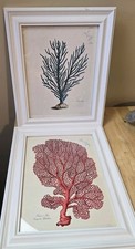 Sea coral framed for sale  Killen