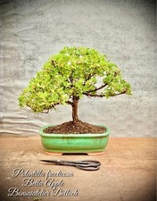 Potentilla fruticosa bella gebraucht kaufen  Lübben (Spreewald)