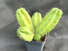 Echinocereus viereckii cactus usato  Massafra