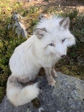 Snow glow fuchs gebraucht kaufen  Würselen