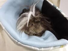 Guinea pig large for sale  UK