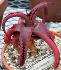 Rare graines aloe d'occasion  Sanary-sur-Mer