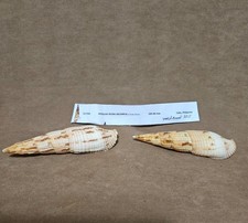 Seashells mitra incompta for sale  Warner Robins