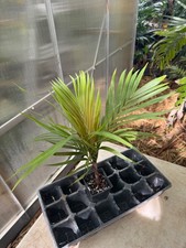 Dypsis rivularis palm for sale  Port Saint Lucie