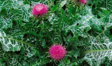 Mariendistel heilpflanze pflan gebraucht kaufen  Schwerin