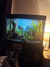 2ft fish tank for sale  BURY