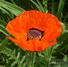 Türkischer mohn harvest gebraucht kaufen  Bad Zwischenahn
