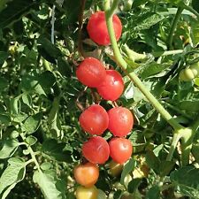 Tomate cherry berry usato  Spedire a Italy