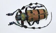 Cerambycidae thysia wallichii gebraucht kaufen  Wadern