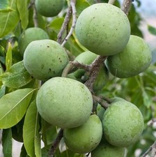 White sapote seedling for sale  Azusa
