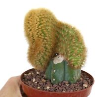 Weberbauerocereus johnsonii cr usato  Napoli