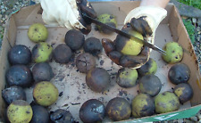 Skins husks black for sale  King George