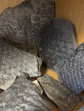 Karbon fossilien sammlung gebraucht kaufen  Mülheim an der Ruhr