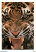 Animaux fauves tigre d'occasion Animaux fauves tigre d'occasion  Fruges