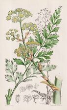 Ferula (Euryangium) Sumbul Turkestan Flor Flower Botany Litografía Curtis 6196 segunda mano  Embacar hacia Argentina