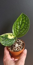 Schöne monstera karstenianum gebraucht kaufen  Bensheim