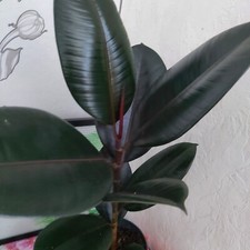 Ficus elastica abidjan gebraucht kaufen  Bückeburg