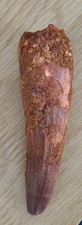 Spinosaurus 3.5 inch for sale  BEXHILL-ON-SEA