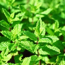 Spearmint mint plug for sale  CROYDON
