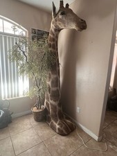 Giraffe taxidermy mount for sale  Scottsdale
