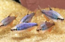 Super blue kerri for sale  Miami