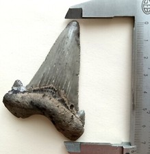 Large 75mm angustidens usato  Due Carrare