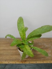Streptocarpus dale polar for sale  Lexington