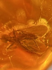 Natural Baltic amber with a mosquito inclusion, weight 19.16 grams, 100% natural na sprzedaż  PL