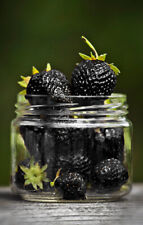 Fragola nera fragola usato  Italia