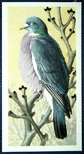 Wood pigeon vintage d'occasion  Expédié en Belgium