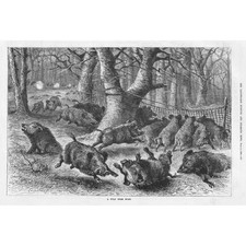 Wild boar hunt for sale  GLASGOW