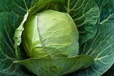 Cabbage cabbice plug for sale  DUDLEY