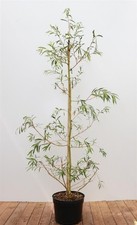 Salix alba tristis gebraucht kaufen  Westerstede