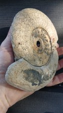 Ammonite fossiles d'occasion  Régny