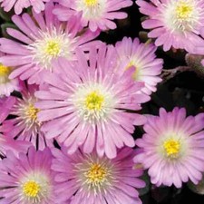 Delosperma jewel desert for sale  LINCOLN