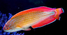 Rare red sea for sale  Garden City