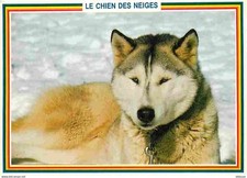 Animals dogs husky d'occasion  Expédié en Belgium