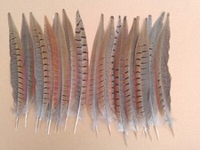 Male pheasant tail for sale  ALFORD