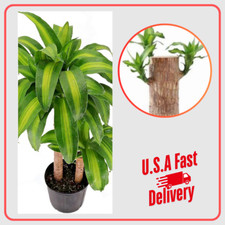 Lucky brazilian wood for sale  Palm Beach Gardens