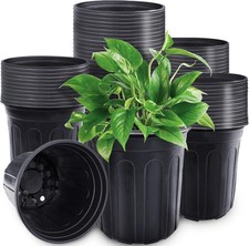 Pcs gallon plant for sale  USA