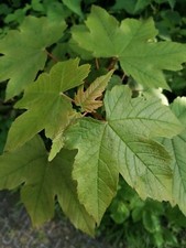 Bare root young for sale  MAIDSTONE