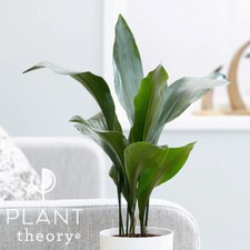 30cm aspidistra elatior for sale  UK